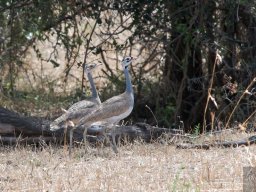 Bologonja_Seronera2009-17